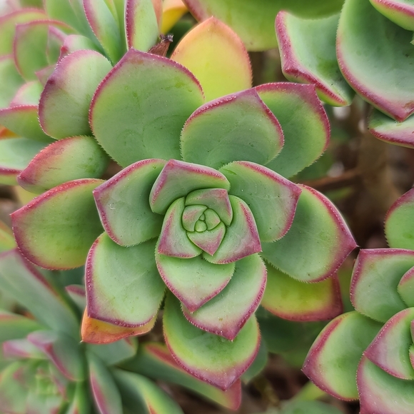 2 Pc Haworth's Aeonium Red Tip succulent plant - Picture 5 of 5